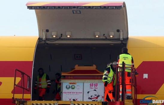 大熊貓“好好”抵達(dá)布魯薩爾國際機(jī)場。記者 付敬 攝