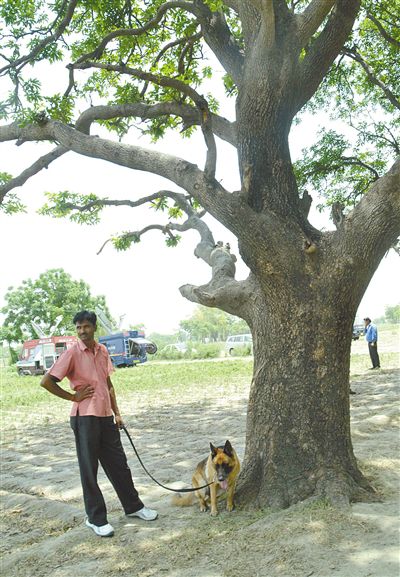 兩名少女在這棵樹(shù)上被吊死。