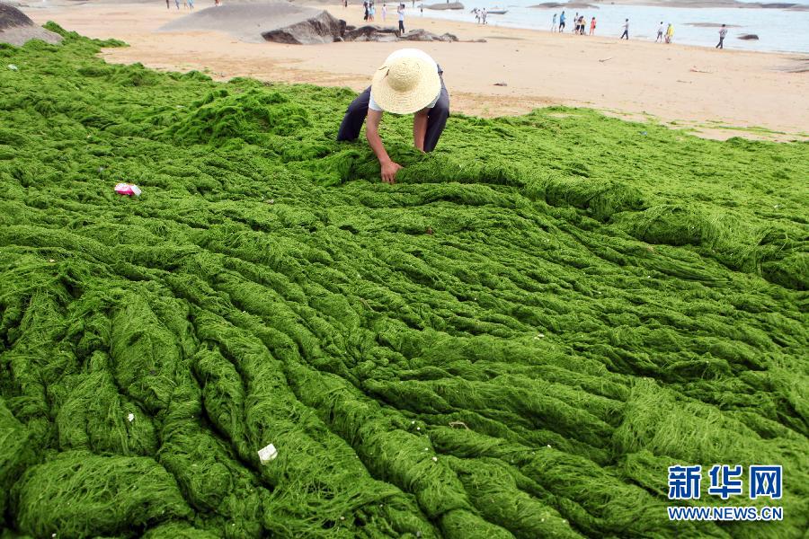 6月10日，山東日照市萬平口景區(qū)管理部門組織工作人員在清理海灘上的滸苔。