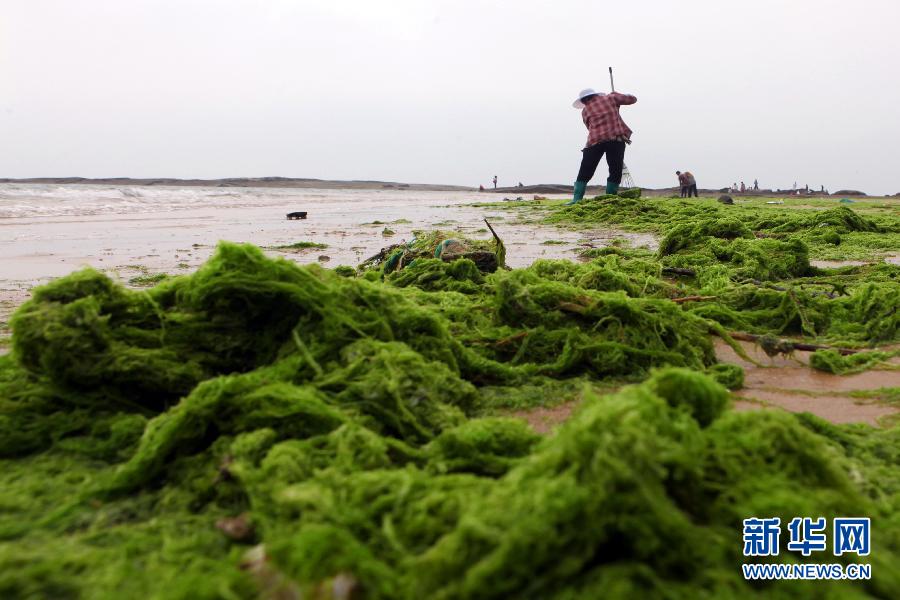 6月10日，山東日照市萬平口景區(qū)管理部門組織工作人員在清理海灘上的滸苔。