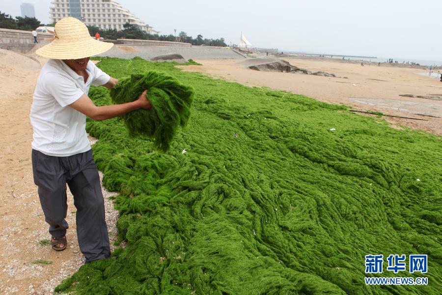 6月10日，山東日照市萬平口景區(qū)管理部門組織工作人員在清理海灘上的滸苔。
