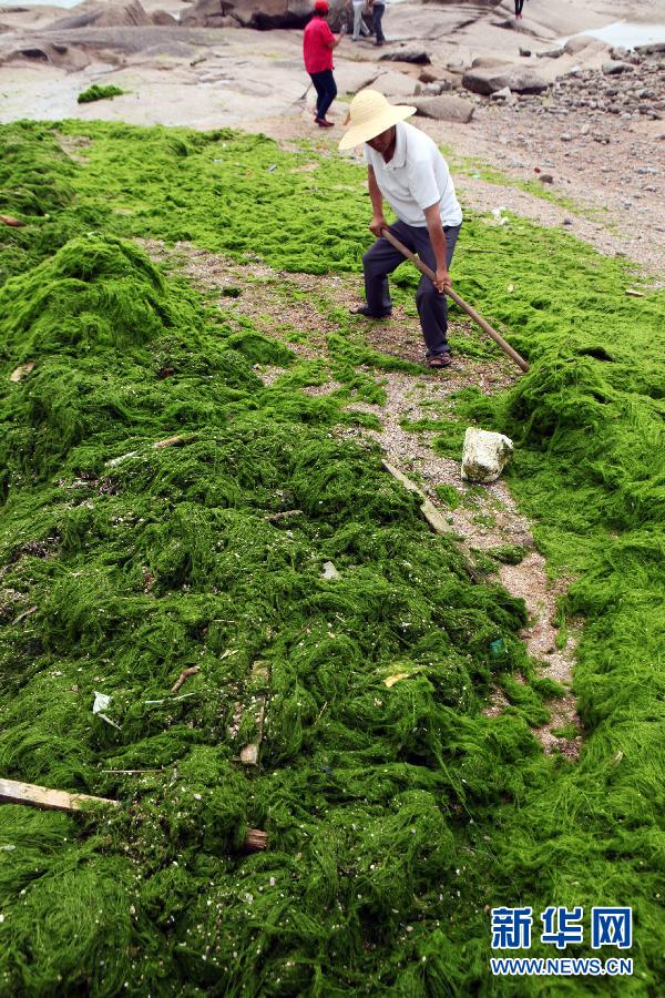 6月10日，山東日照市萬平口景區(qū)管理部門組織工作人員在清理海灘上的滸苔。