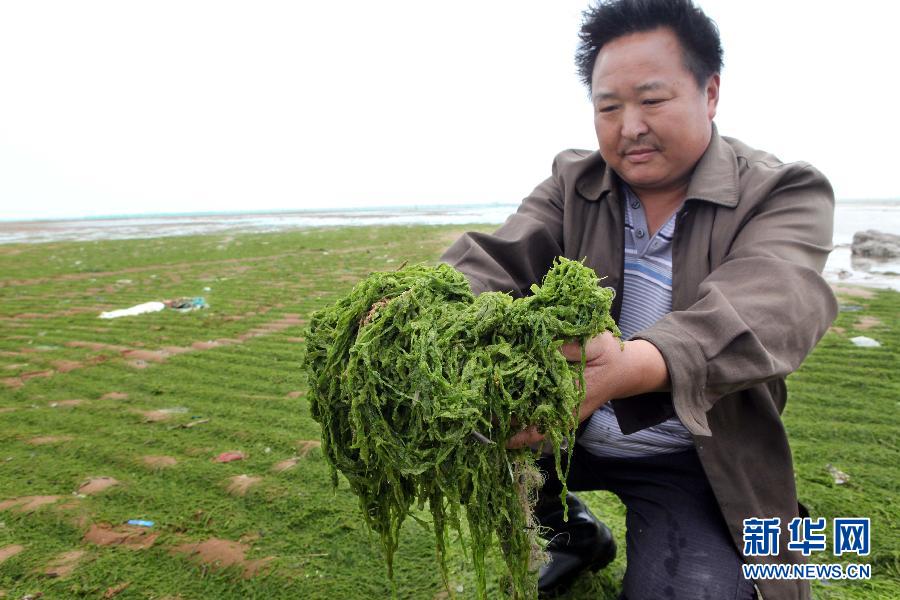 6月10日，在江蘇省連云港市贛榆縣海州灣旅游度假區(qū)，一名漁民在展示清理的滸苔。