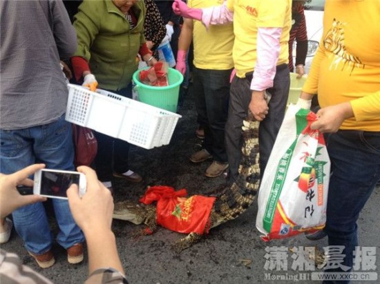 鱷魚被車主抓到。