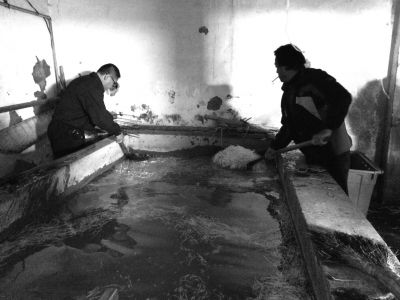 “黑作坊”的豆芽在臟亂不堪的水泥池中清洗。