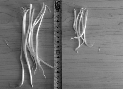 “黑作坊”制售的豆芽（左）和超市銷售的豆芽（右）長度形成鮮明對比。