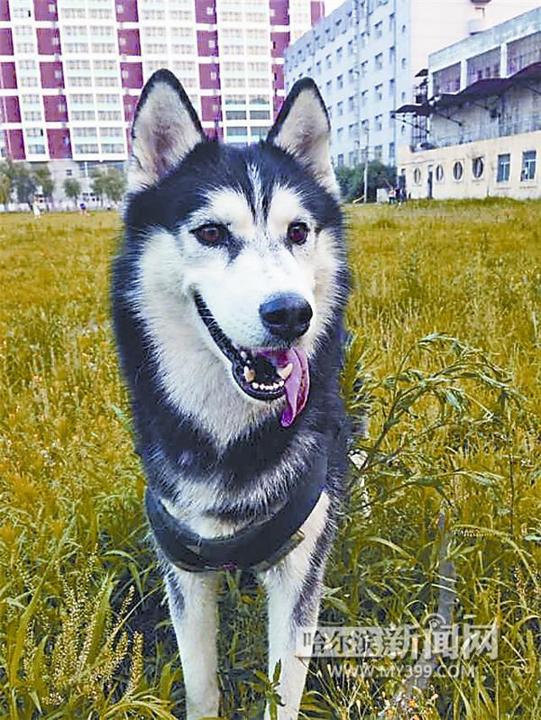 哈士奇不滿“媳婦”被送走 將主人反鎖門外(圖) 哈士奇不滿“媳婦”被送走 將主人反鎖門外(圖)