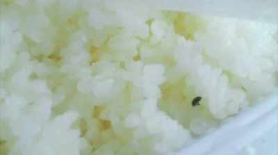 陸先生在高鐵上購買的“梅菜扣肉套餐”盒飯。盒飯中的米飯上有芝麻狀的黑色小蟲。