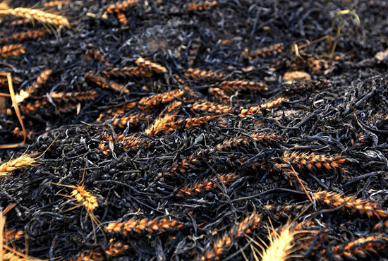 火被撲滅后的麥田。