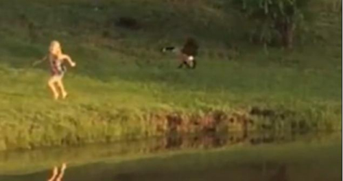 圖二：小女孩遭鵝襲擊向父親求救，但他不但沒有伸出援手，反而狂笑不止。