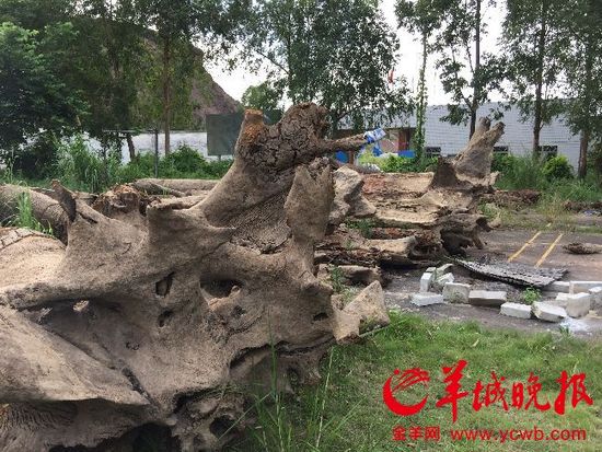 廣東警方回應(yīng)暫扣漁民所撈疑似烏木:依法依規(guī) 廣東警方回應(yīng)暫扣漁民所撈疑似烏木:依法依規(guī)