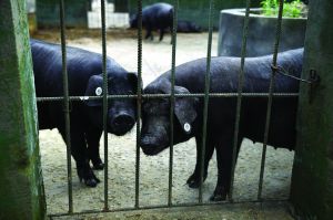 觀測點(diǎn)飼養(yǎng)區(qū)設(shè)有豬圈，可觀察豬是否有異常反應(yīng)