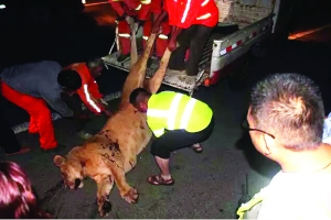 這頭母獅體態(tài)彪悍，重達400斤左右 網(wǎng)絡(luò)圖片　