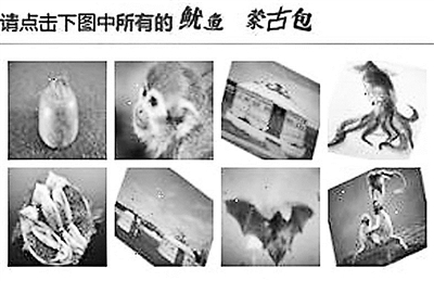 我不確定上圖只有一張是魷魚(yú)