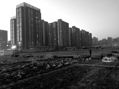 荒地上除堆放一些雜物外，還被附近居民種上了一片大白菜。