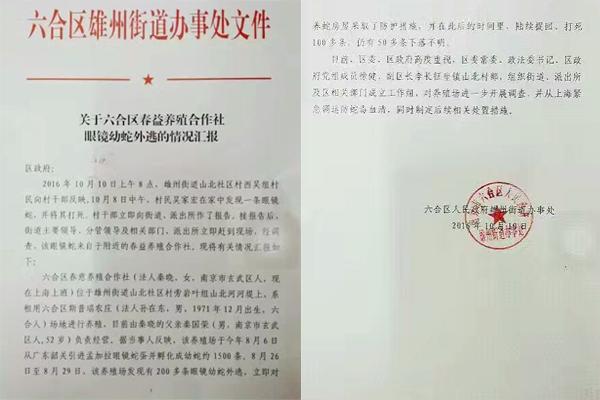 交匯點10月10日消息， 10日晚上，一則消息在南京人的朋友圈和微信群里瘋傳，網(wǎng)傳消息稱：六合雄州街道山北村一個農(nóng)莊私自養(yǎng)眼鏡蛇，幾天前突然跑出來了，估計二三百條。交匯點記者向六合區(qū)委宣傳部相關(guān)人士求證，證實了此事確實發(fā)生。