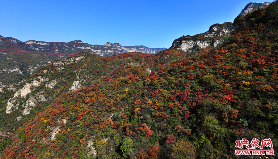 紅色，黃色，綠色的樹葉相互映襯
