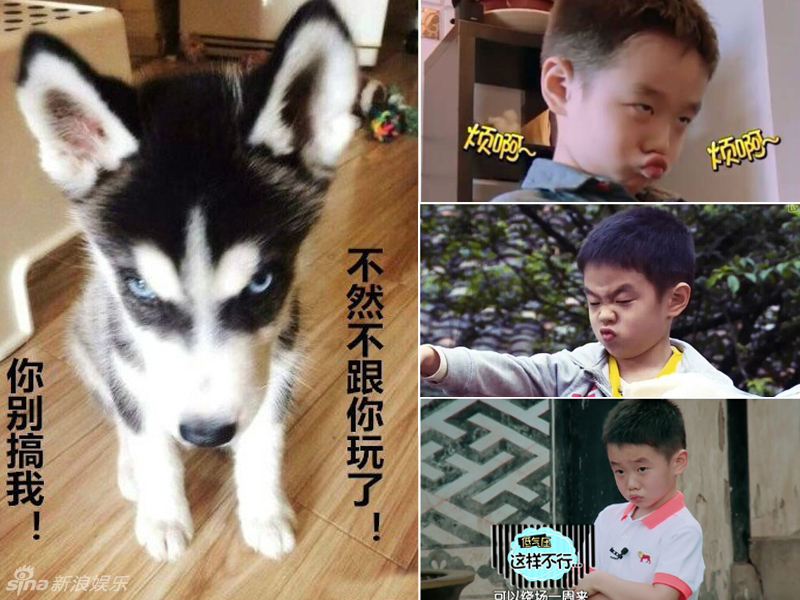 不小心就撞臉了！盤點動物界的明星相