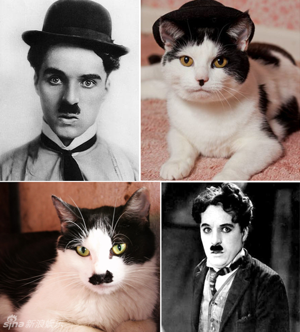 不小心就撞臉了！盤點動物界的明星相