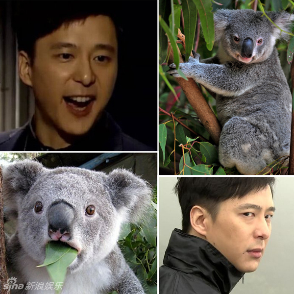 不小心就撞臉了！盤點動物界的明星相