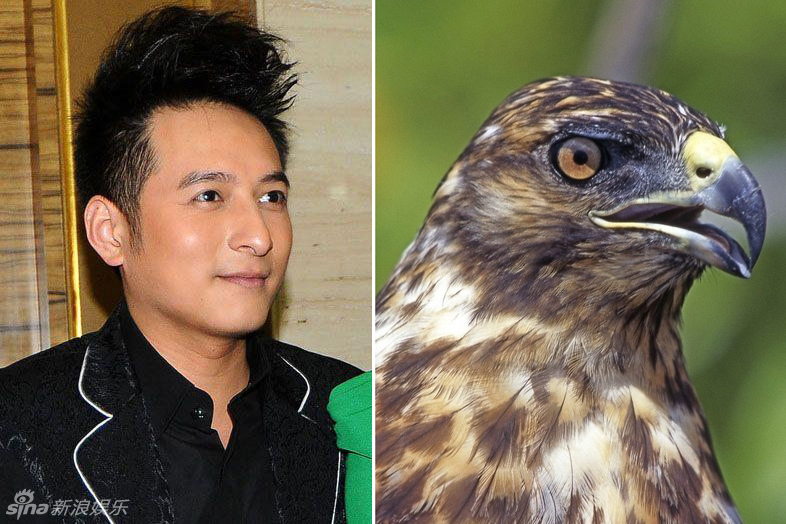 不小心就撞臉了！盤點動物界的明星相