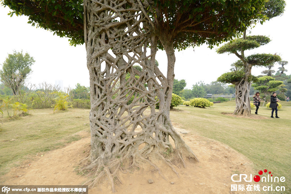 南寧驚現(xiàn)奇葩“蜘蛛網(wǎng)”景觀大樹(shù)