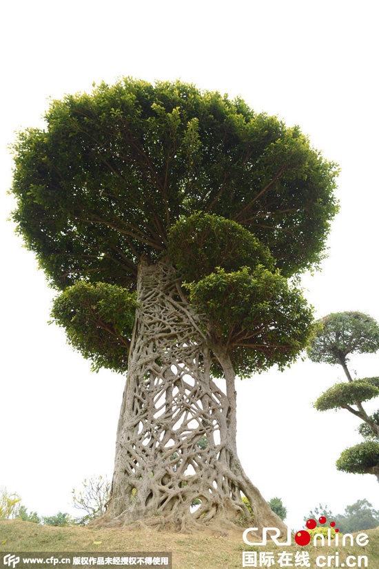 南寧驚現(xiàn)奇葩“蜘蛛網(wǎng)”景觀大樹(shù)