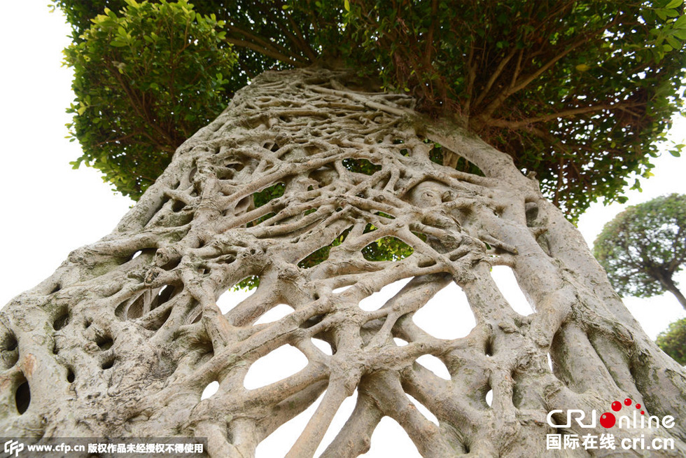 南寧驚現(xiàn)奇葩“蜘蛛網(wǎng)”景觀大樹(shù)