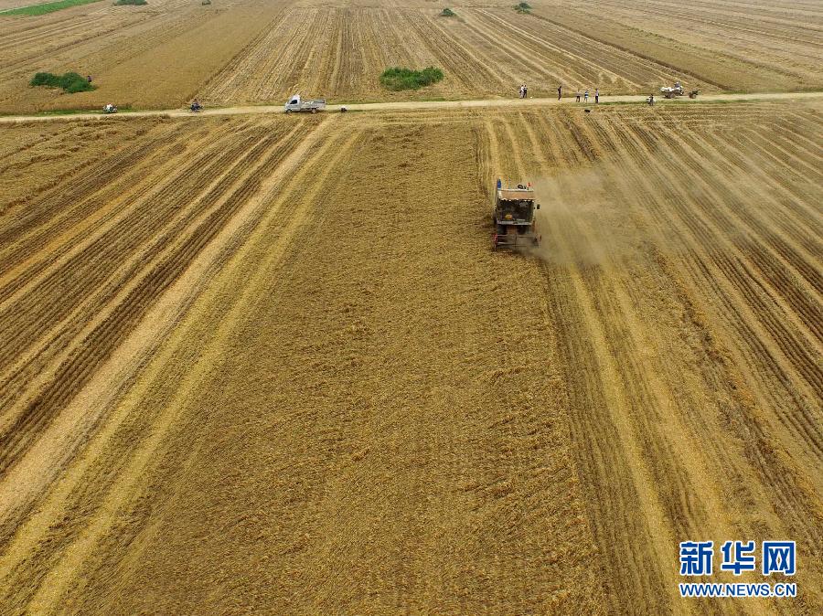 這是5月28日在河南省南陽市唐河縣甘河灣村航拍的麥收現(xiàn)場。