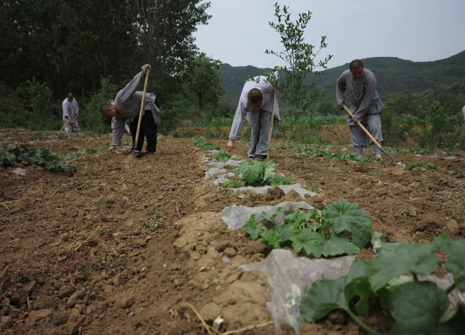 少林寺耕種的120多畝小麥熟了，武僧們走進田間，收獲黃燦燦的果實。