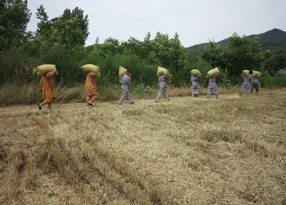 武僧在田間肩扛糧食。