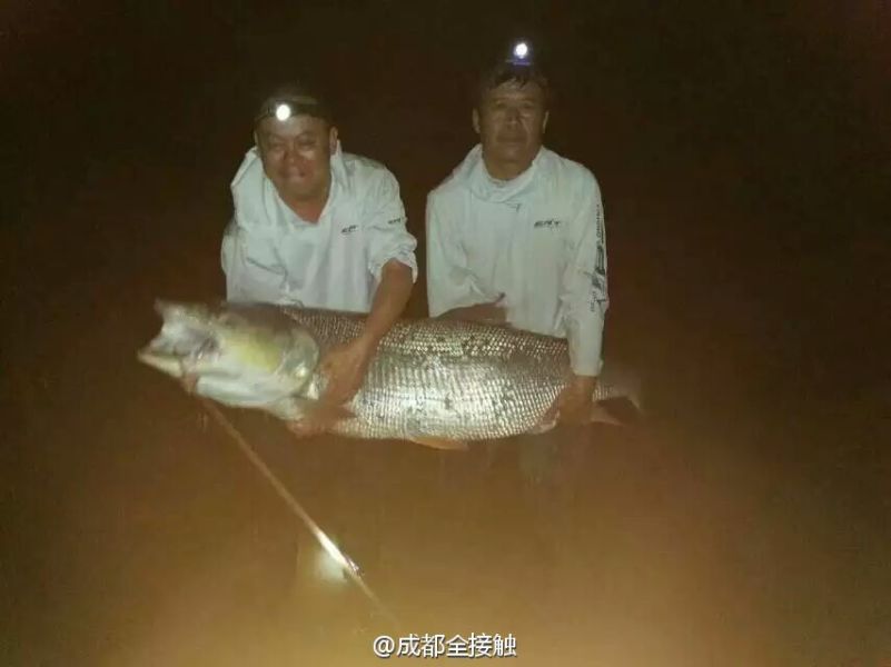 　圖為大魚需要兩個(gè)人抱起。