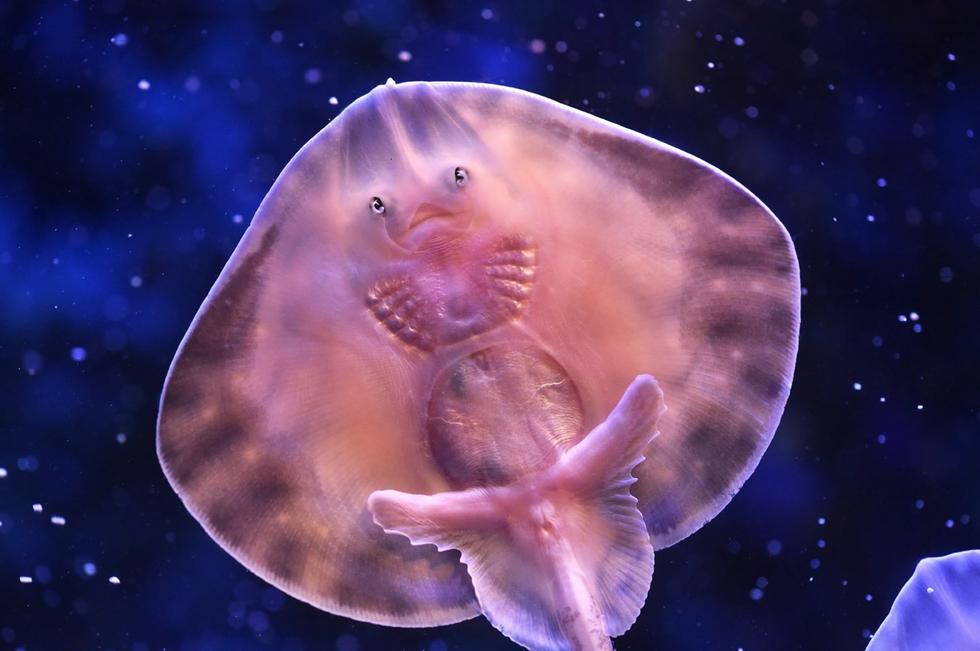 它頭上長得像眼睛的東西其實(shí)是它腹部的腮。