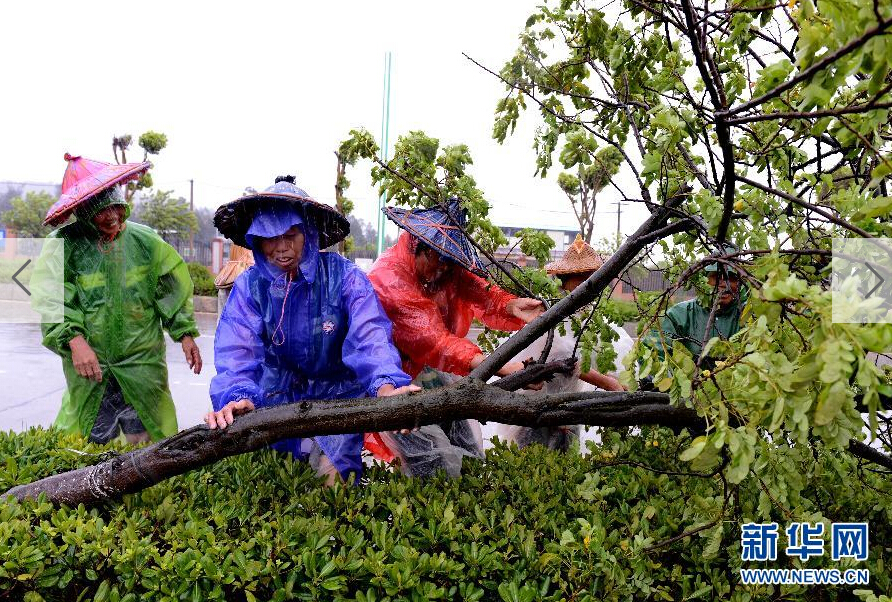  8月8日，工人在福建省石獅市公路邊清理被大風吹倒的樹木。