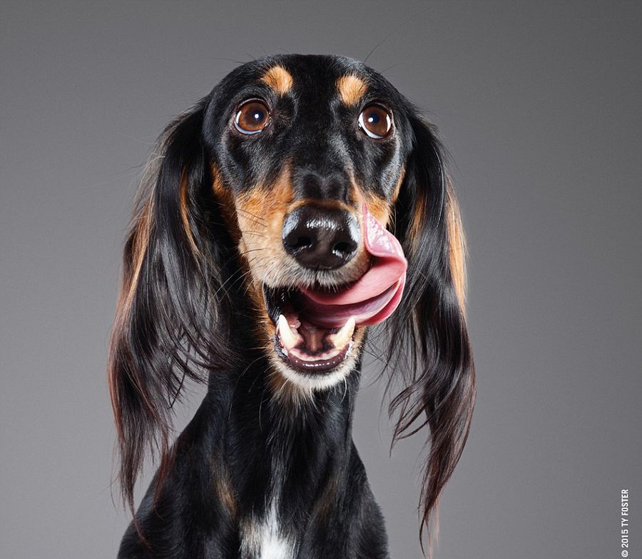 狗狗舔鼻拍照盡顯呆萌 令人捧腹 狗狗舔鼻拍照盡顯呆萌 令人捧腹