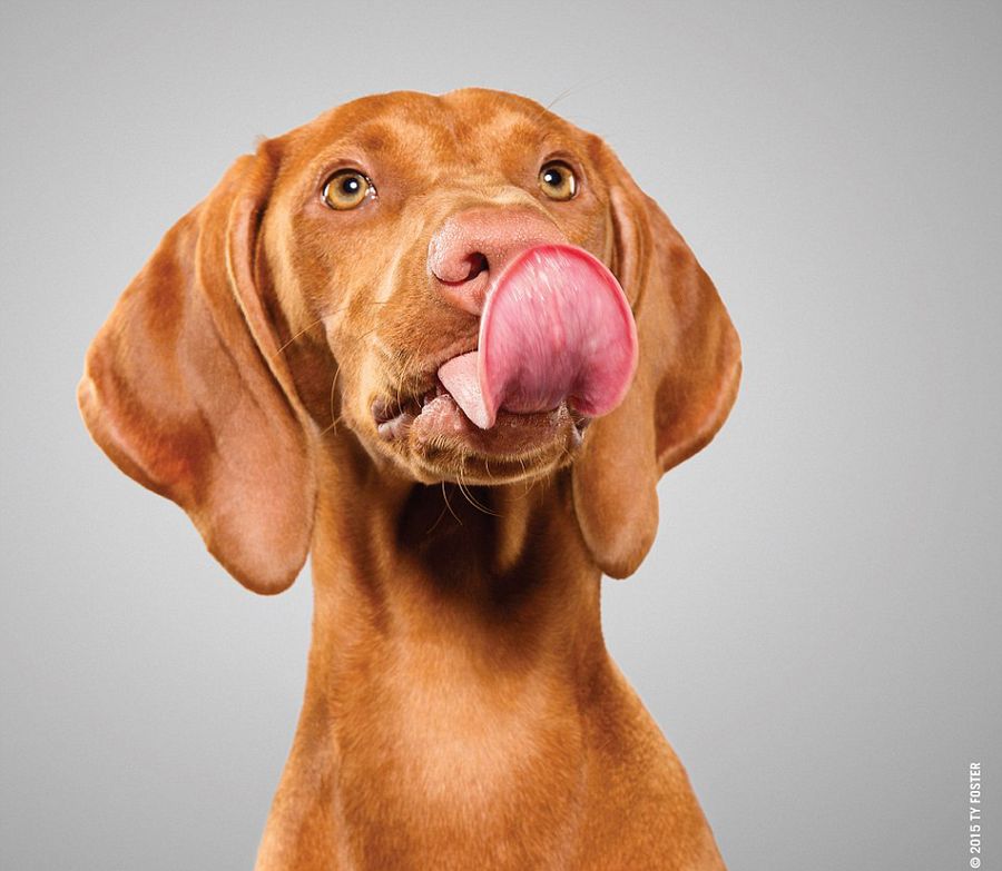 狗狗舔鼻拍照盡顯呆萌 令人捧腹 狗狗舔鼻拍照盡顯呆萌 令人捧腹