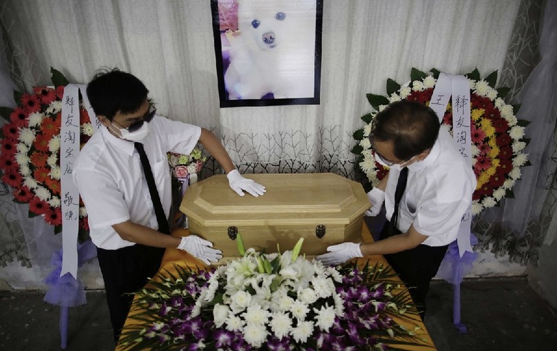 工作人員將寵物狗的靈柩放在靈堂上。