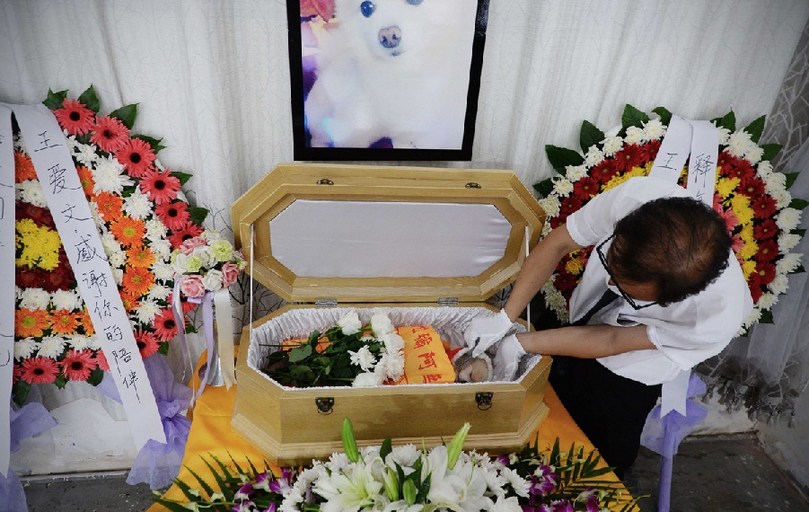 一名工作人員給狗狗整理儀容。