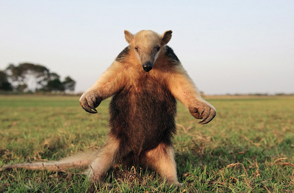 腿站立并不斷拍打胸脯向吉普車發(fā)出警告的食蟻獸。