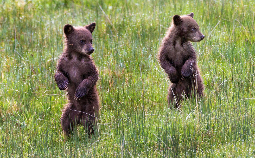 當(dāng)看到這些可愛的小熊照片時(shí)，你的心一定被它們的模樣給萌化了吧！