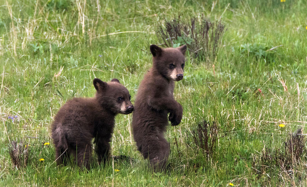 兩只萌噠噠的小熊在一顆大樹下玩躲貓貓，一會(huì)突然跳出來嚇唬對方，一會(huì)對著彼此做鬼臉，逗趣模樣讓人忍不住捧腹大笑。