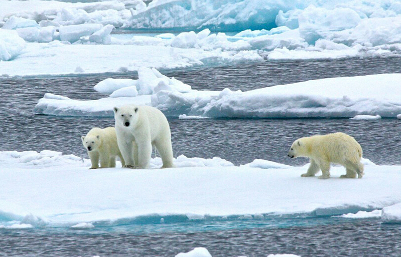 北極熊寶寶突然向后滑倒，摔了個(gè)四腳朝天