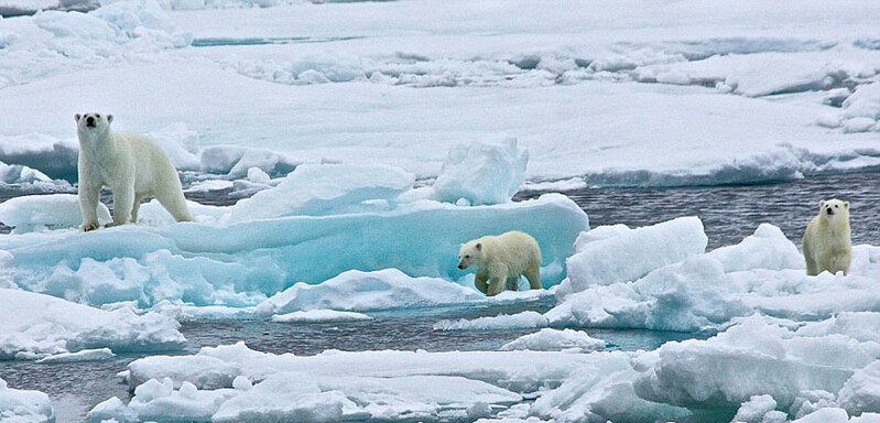 北極熊寶寶起來(lái)后看見有攝像機(jī)，便好奇地盯住娜塔西亞手中的機(jī)器。
