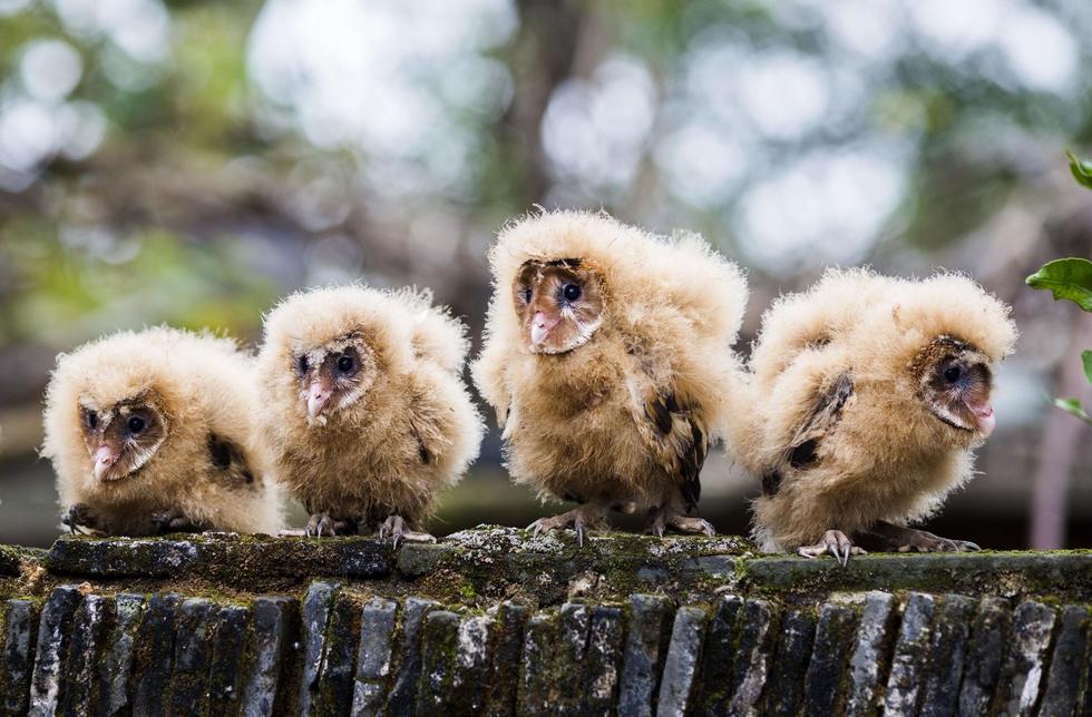 日前，九江市都昌縣蔡嶺鎮(zhèn)的曹女士上山采茶籽時，撿到5只可愛的雛鳥。經(jīng)野保工作人員鑒定，這5只雛鳥為國家二級野生保護(hù)動物猴面鷹，目前已被送往鳥類保護(hù)組織進(jìn)行救護(hù)。