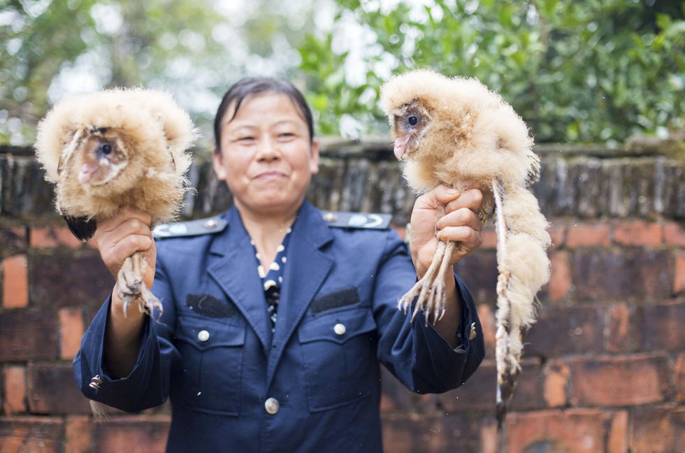 11月6日，記者聯(lián)系上都昌縣的村民危億玲，她是撿到雛鳥的曹女士的兒媳。她向記者介紹，稱他們家住在蔡嶺鎮(zhèn)北炎村港邊舍自然村，她婆婆11月4日下午上山采茶籽時，在樹下發(fā)現(xiàn)了5只可愛的雛鳥并帶回了家。