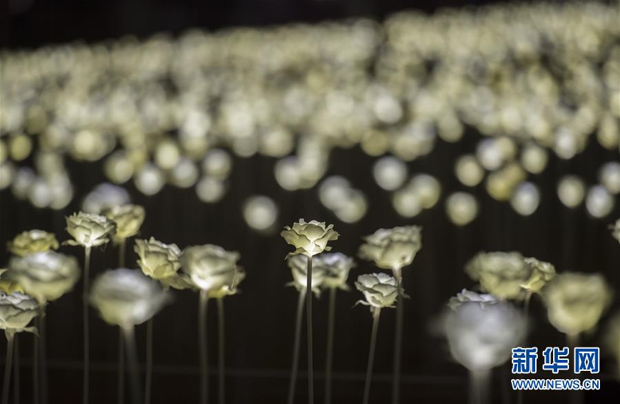 （晚報）（5）香港玫瑰燈海點(diǎn)亮維港