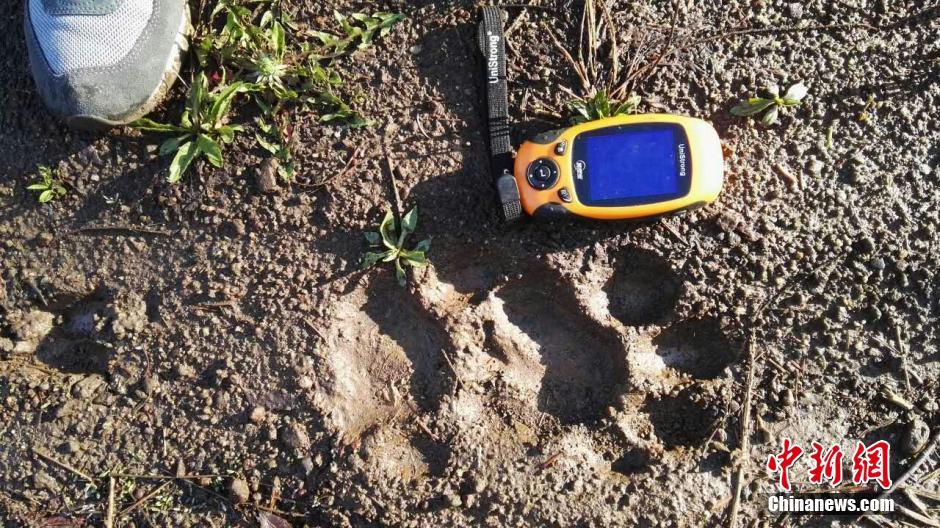 黑龍江老爺嶺保護(hù)區(qū)多次拍到野生東北虎、豹影像