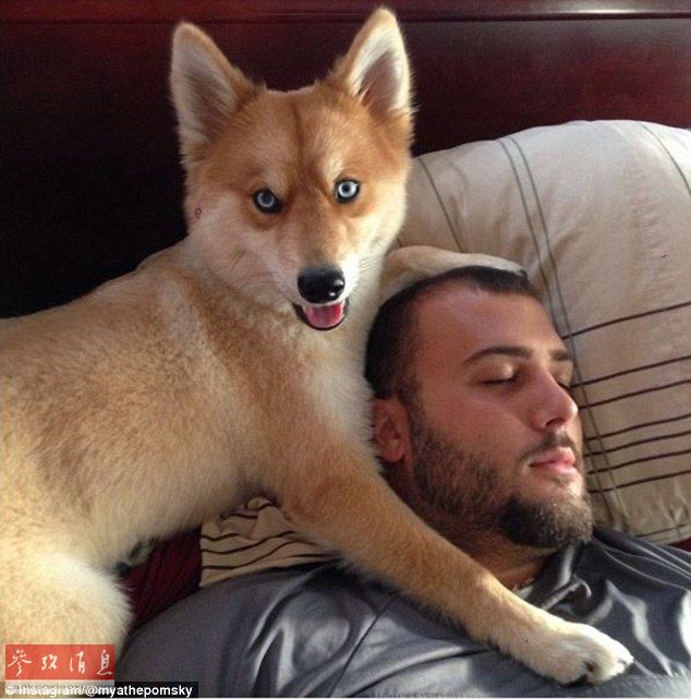 狐貍還是狗？藍眼睛萌寵走紅網(wǎng)絡(luò)