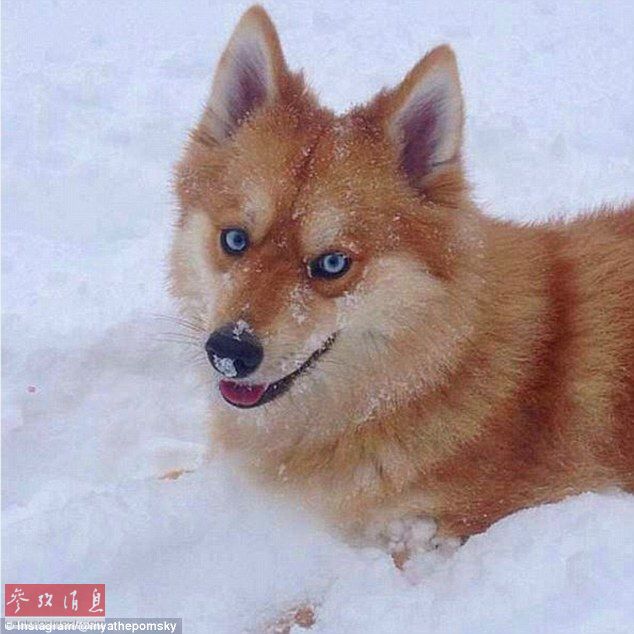 狐貍還是狗？藍眼睛萌寵走紅網(wǎng)絡(luò)