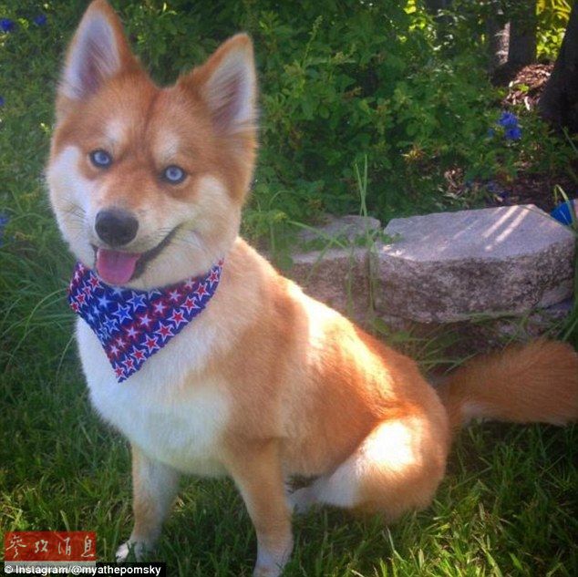 狐貍還是狗？藍眼睛萌寵走紅網(wǎng)絡(luò)